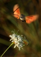 Dlouhozobka svizelova - Macroglossum stellatarum - Hummingbird hawk-moth 3766